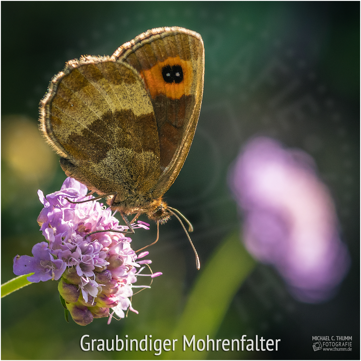 Graubindiger Mohrenfalter - © Michael C. Thumm