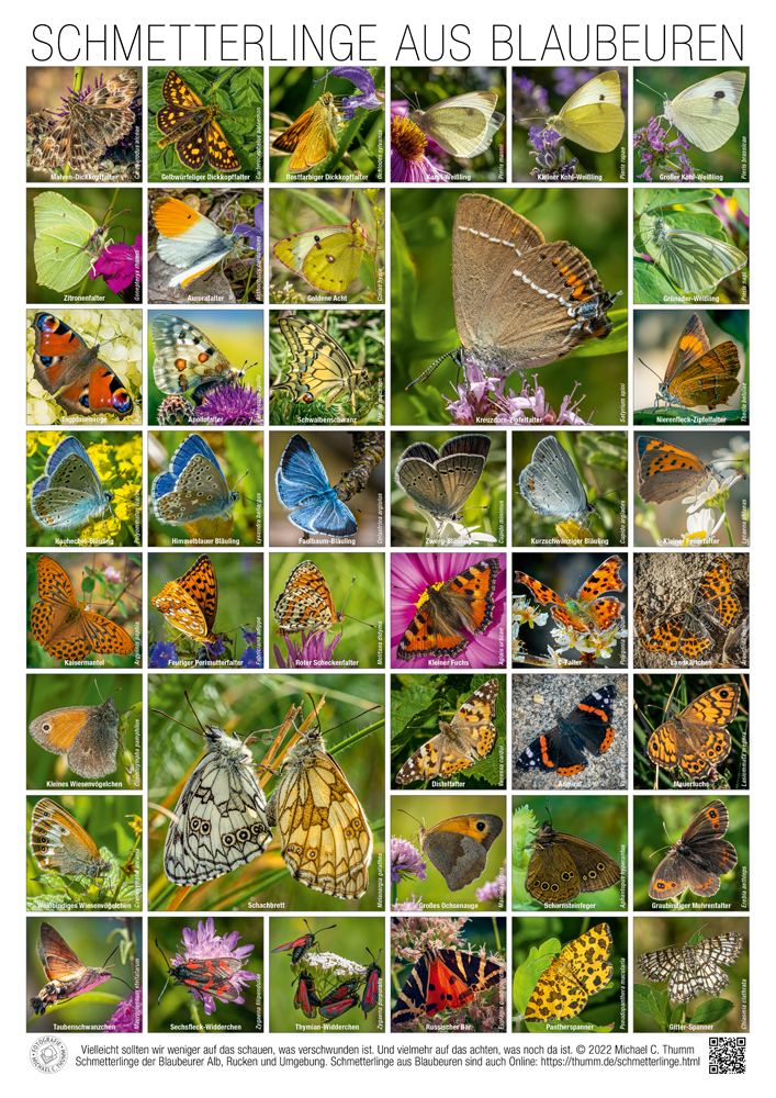 Schmetterlingstafel (29,7x42cm/DIN A3) mit 42 Abbildungen
