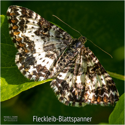 Fleckleib-Blattspanner - © Michael C. Thumm
