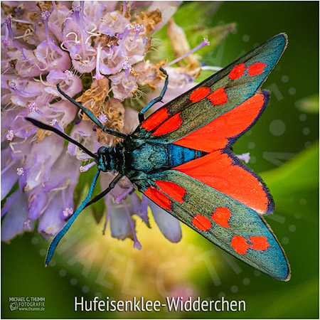 Hufeisenklee-Widderchen - © Michael C. Thumm