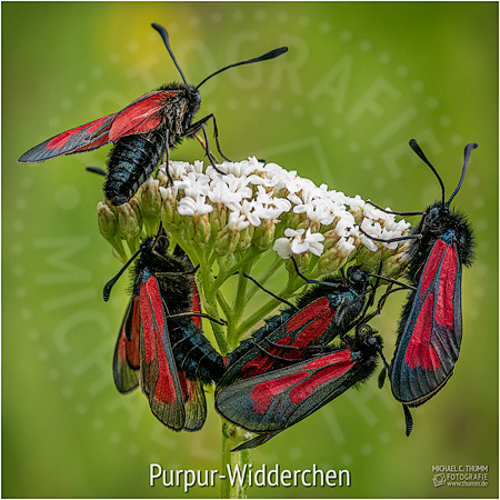 Purpur-Widderchen - © Michael C. Thumm