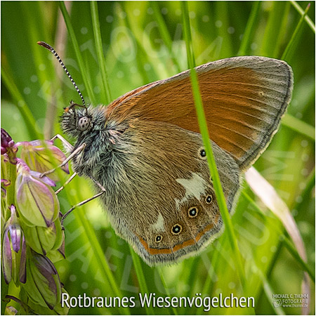 Rotbraunes Wiesenvögelchen - © Michael C. Thumm