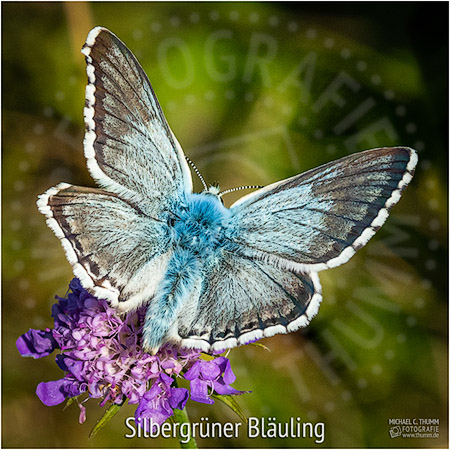 Silbergrüner Bläuling - © Michael C. Thumm