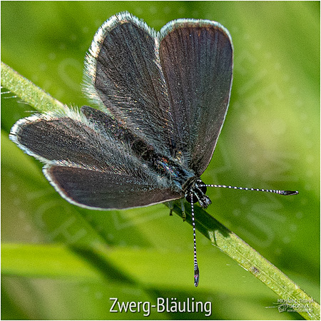Zwerg-Bläuling - © Michael C. Thumm